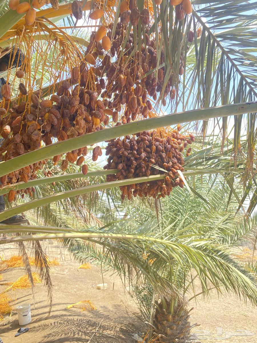 تمر صفري للبيع   التوصيل مجانا64353942539267112