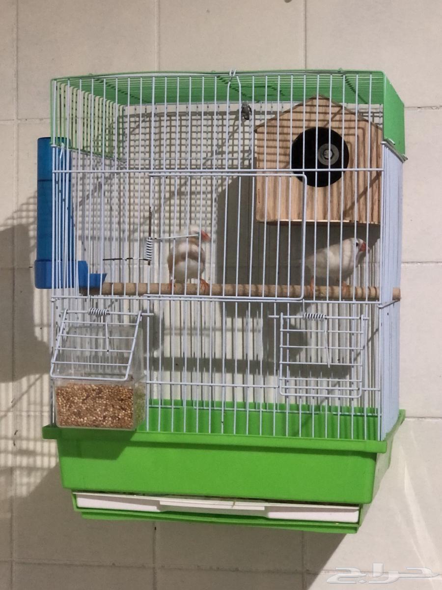 عصافير زيبرا64361592502401112