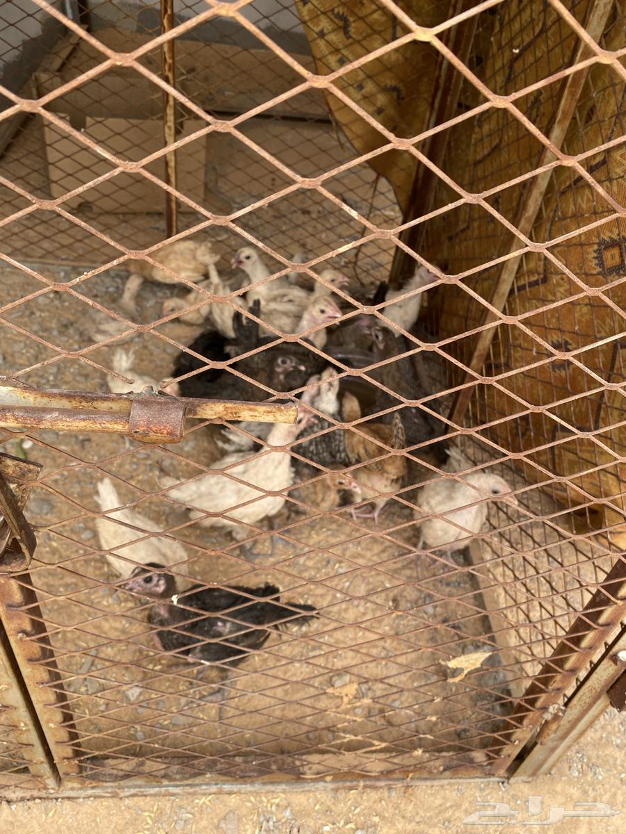 شبك دجاج للبيع64359604948611110