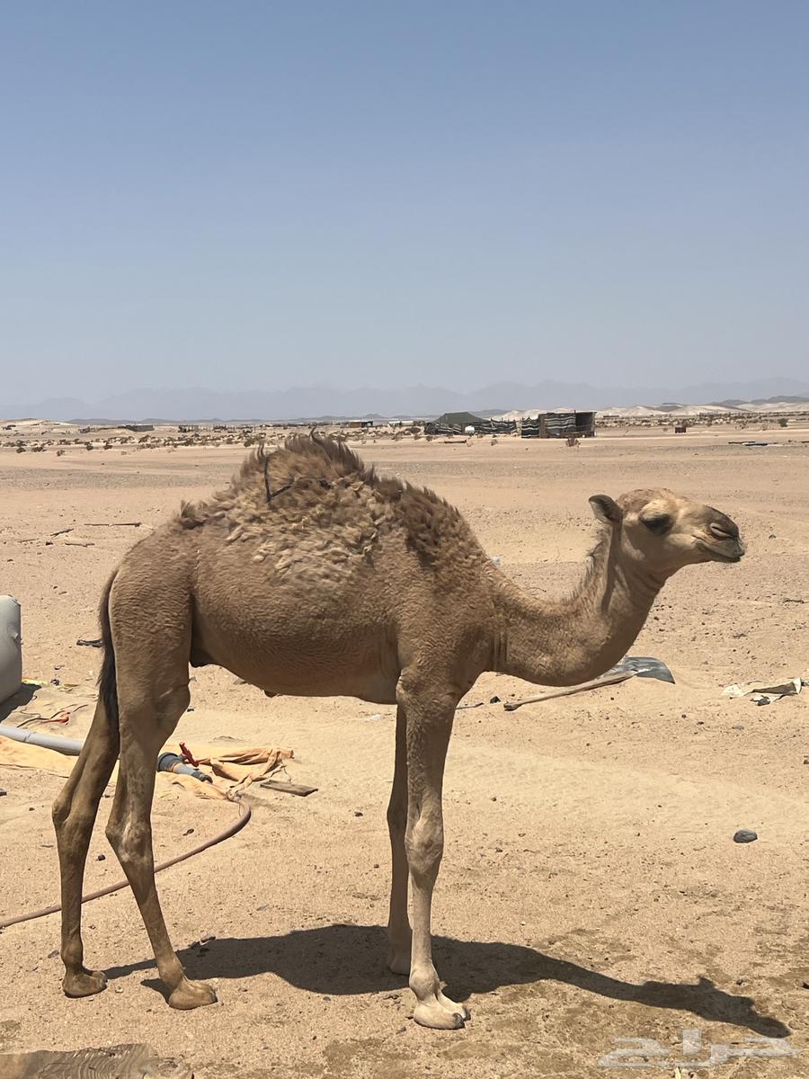 قعود للبيع64362226480385111