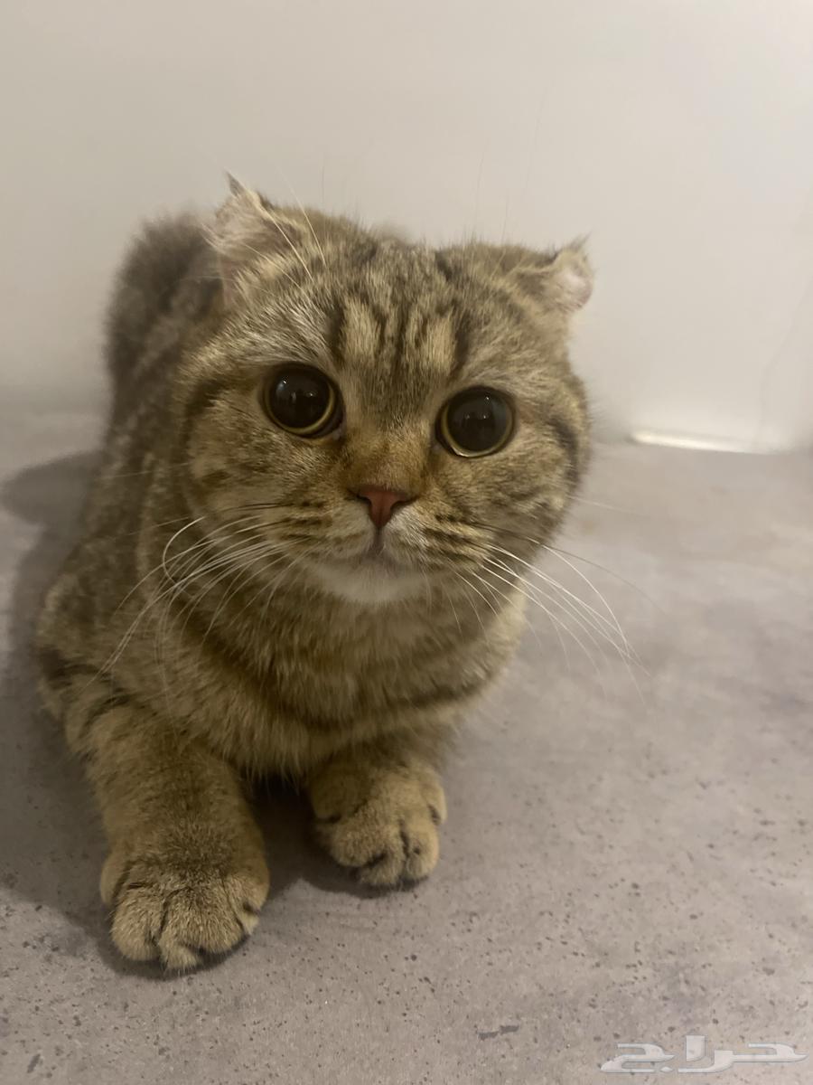 Cats64361356221314110