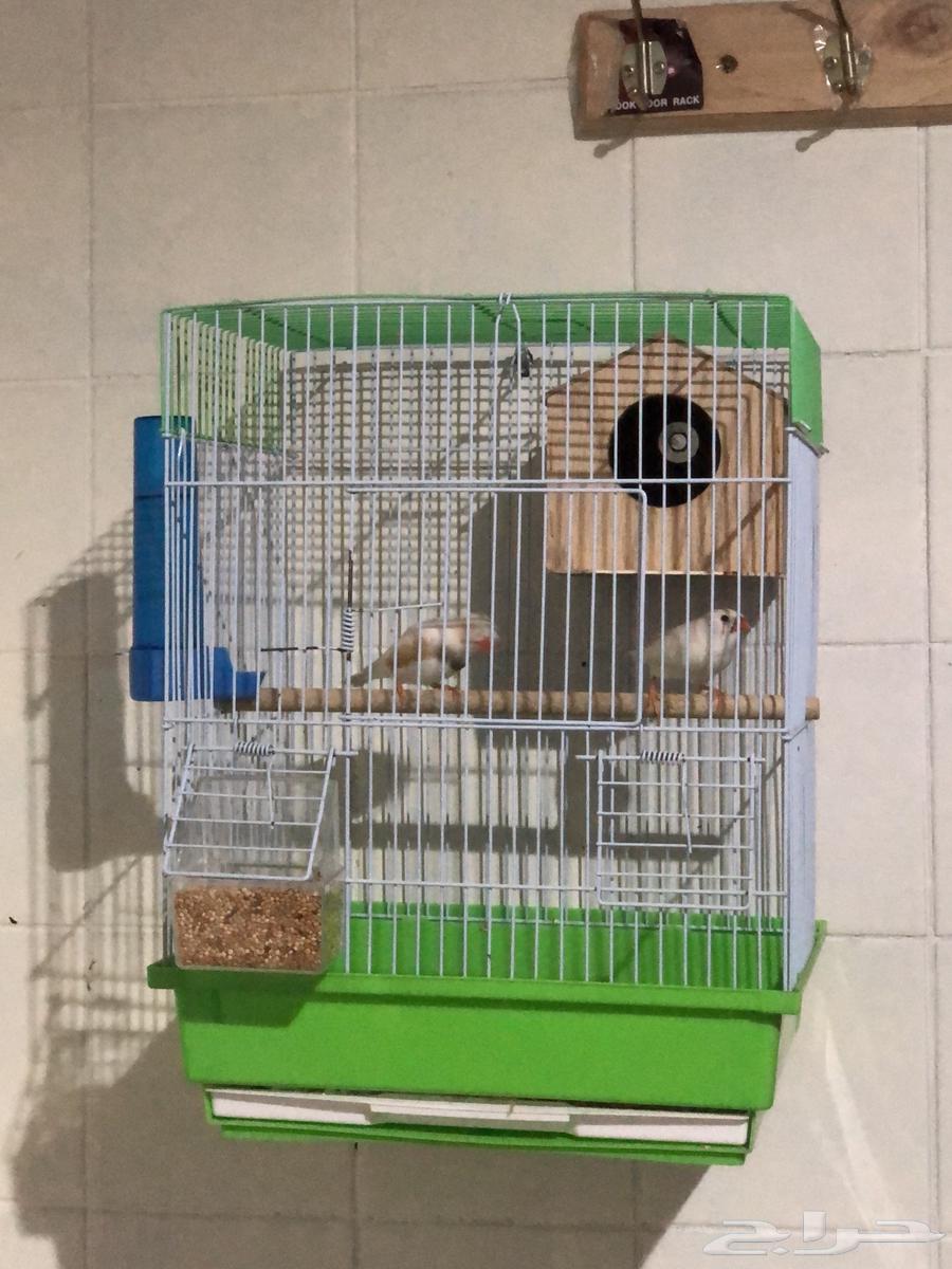 عصافير زيبرا64361592502401114