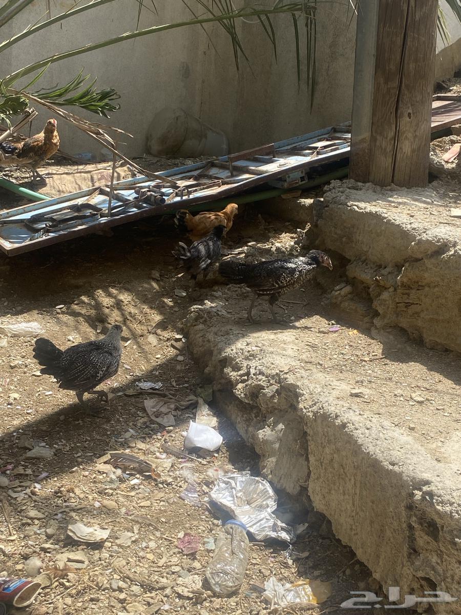 للبيع دجاج فروخ64355068023937112