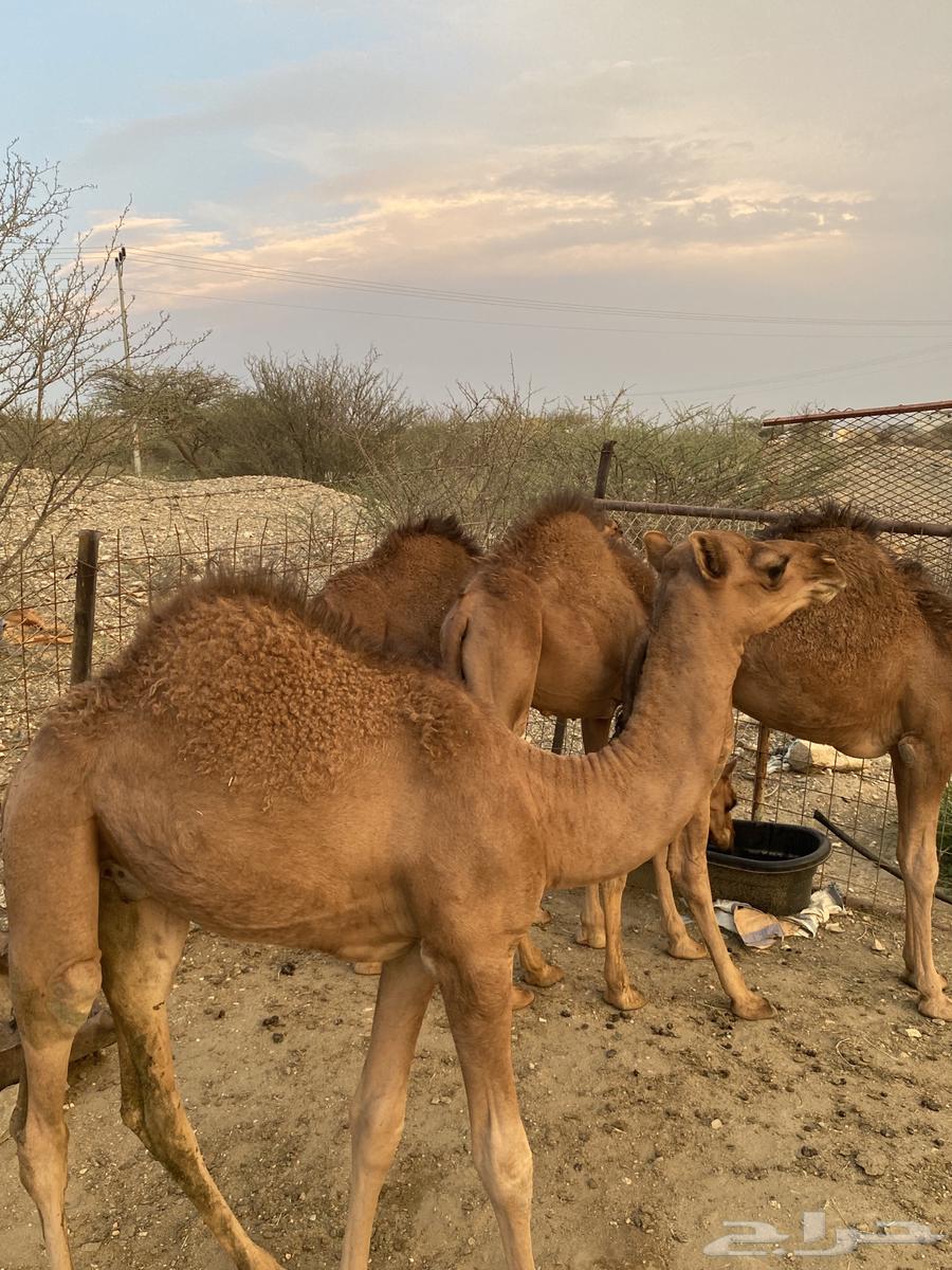 Qa3dan64358957943170111