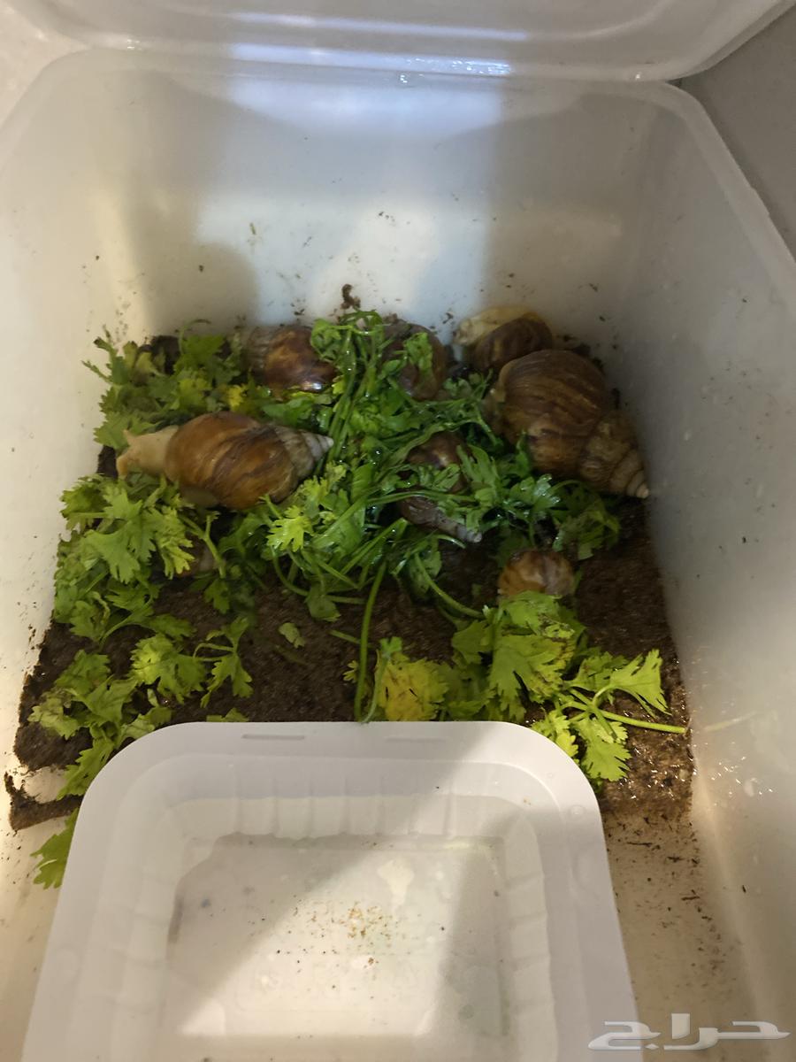 يوجد لدينا سلاحف وحلزونات للبيع64504626722689110