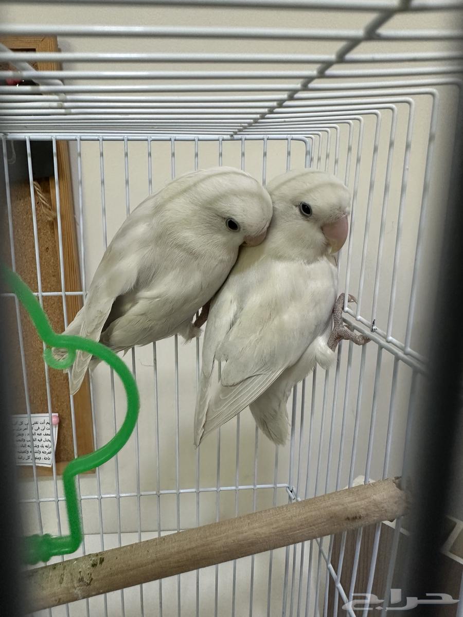 طير روز للبيع64353453397634110