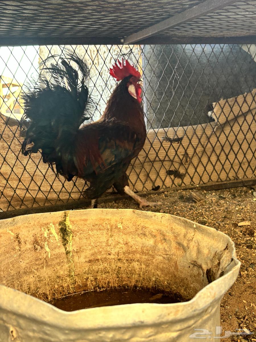 للبيع دجاج عربي اصيل وأغراضه64356325179265111