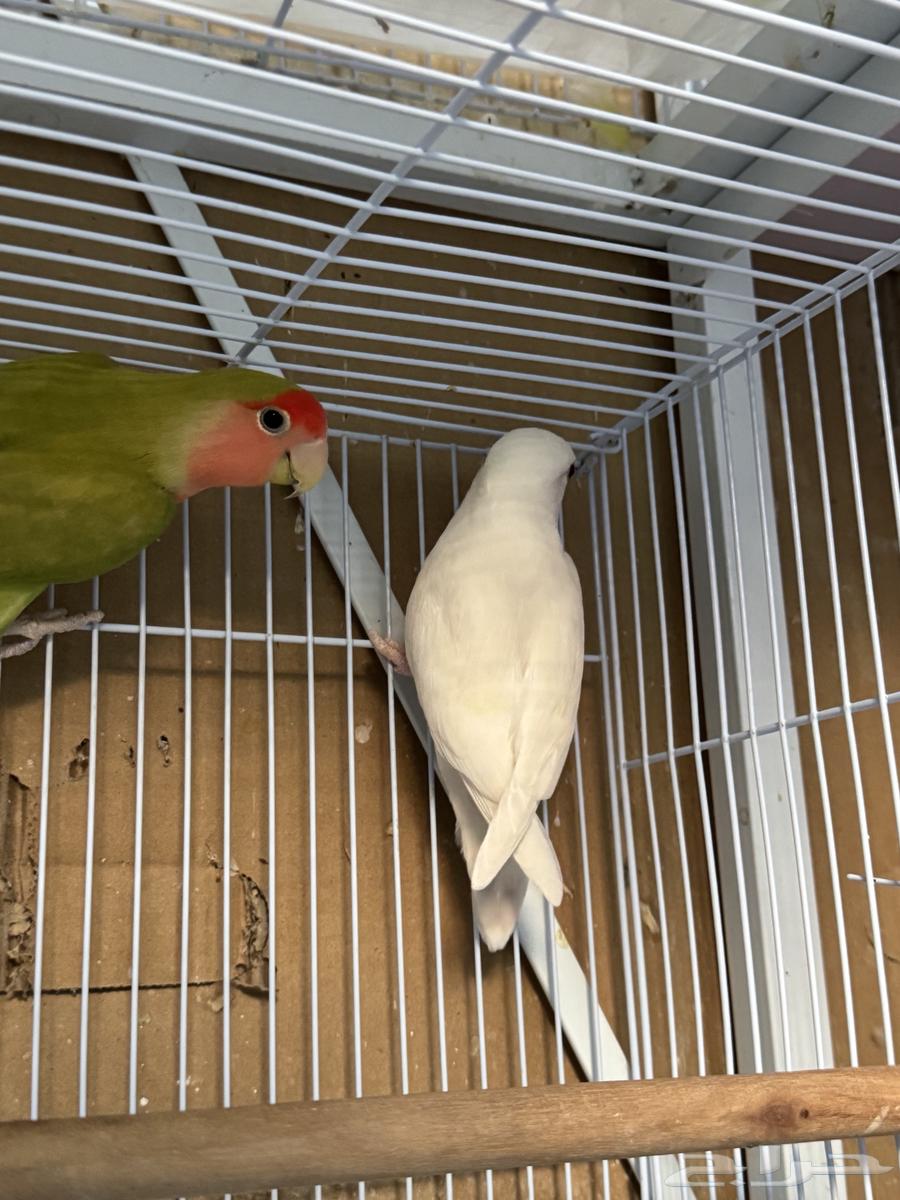 طيور روز للبيع البينو وقرين64352442361089111