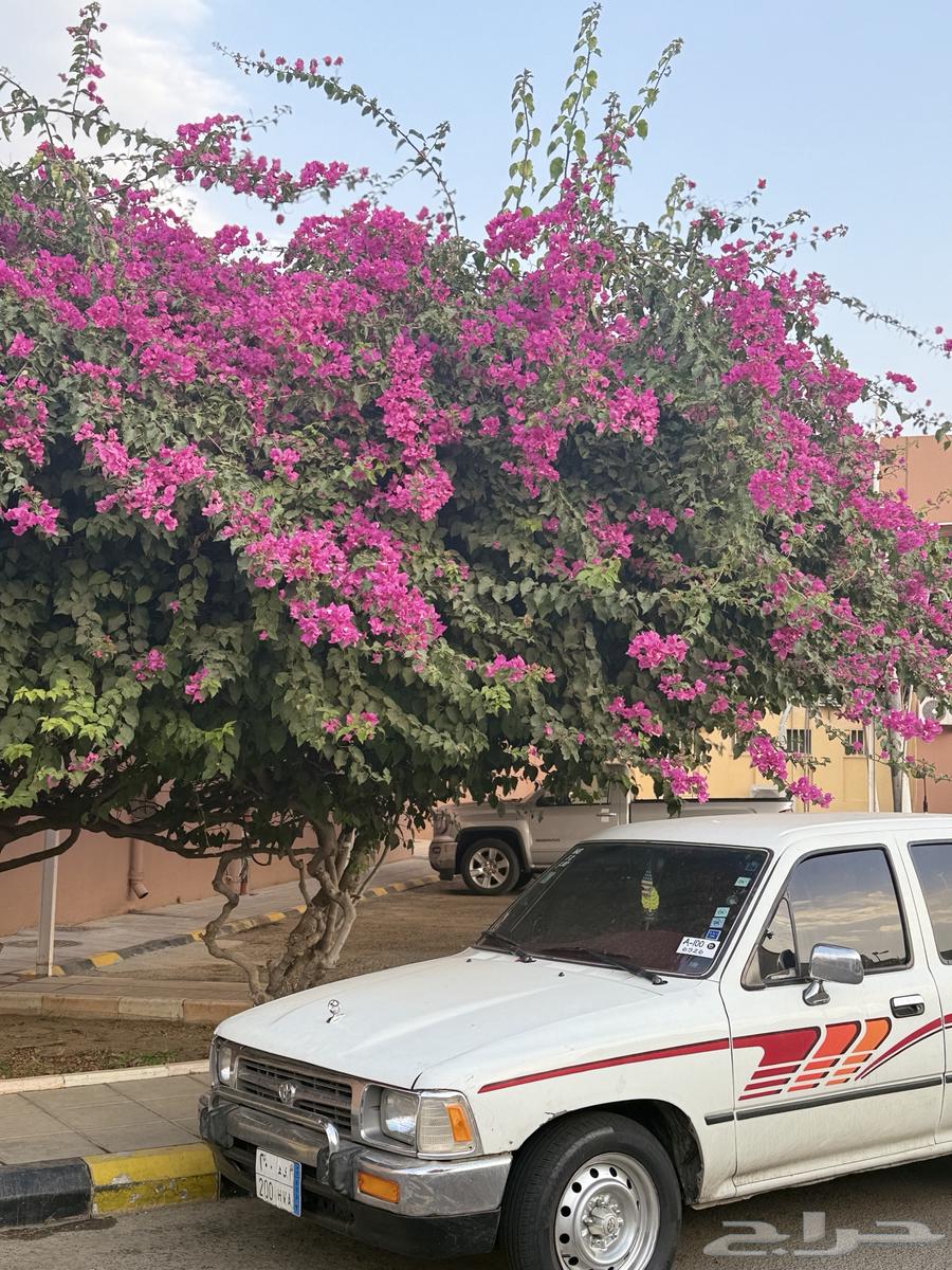 HiLux Model 199564496626288641111