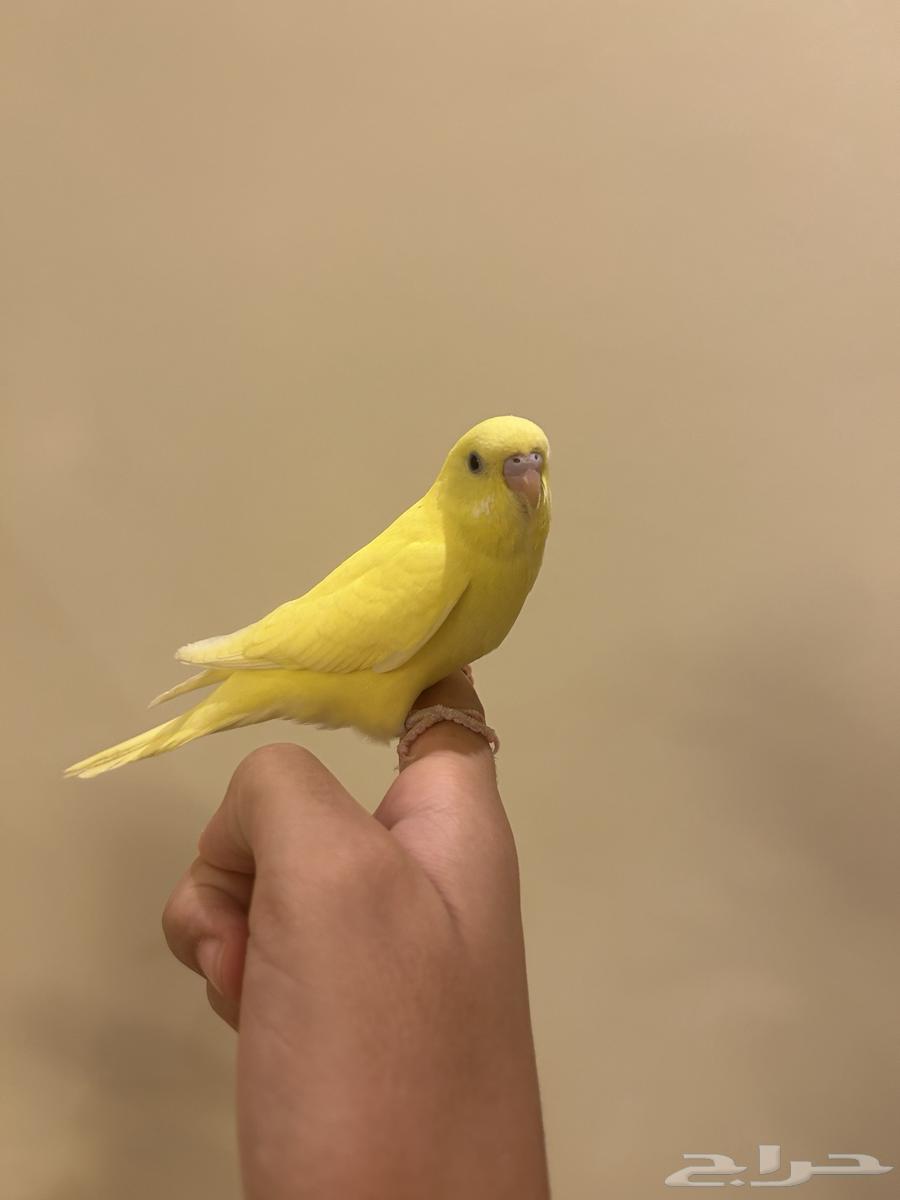 فروخ بادجي64360098753537110