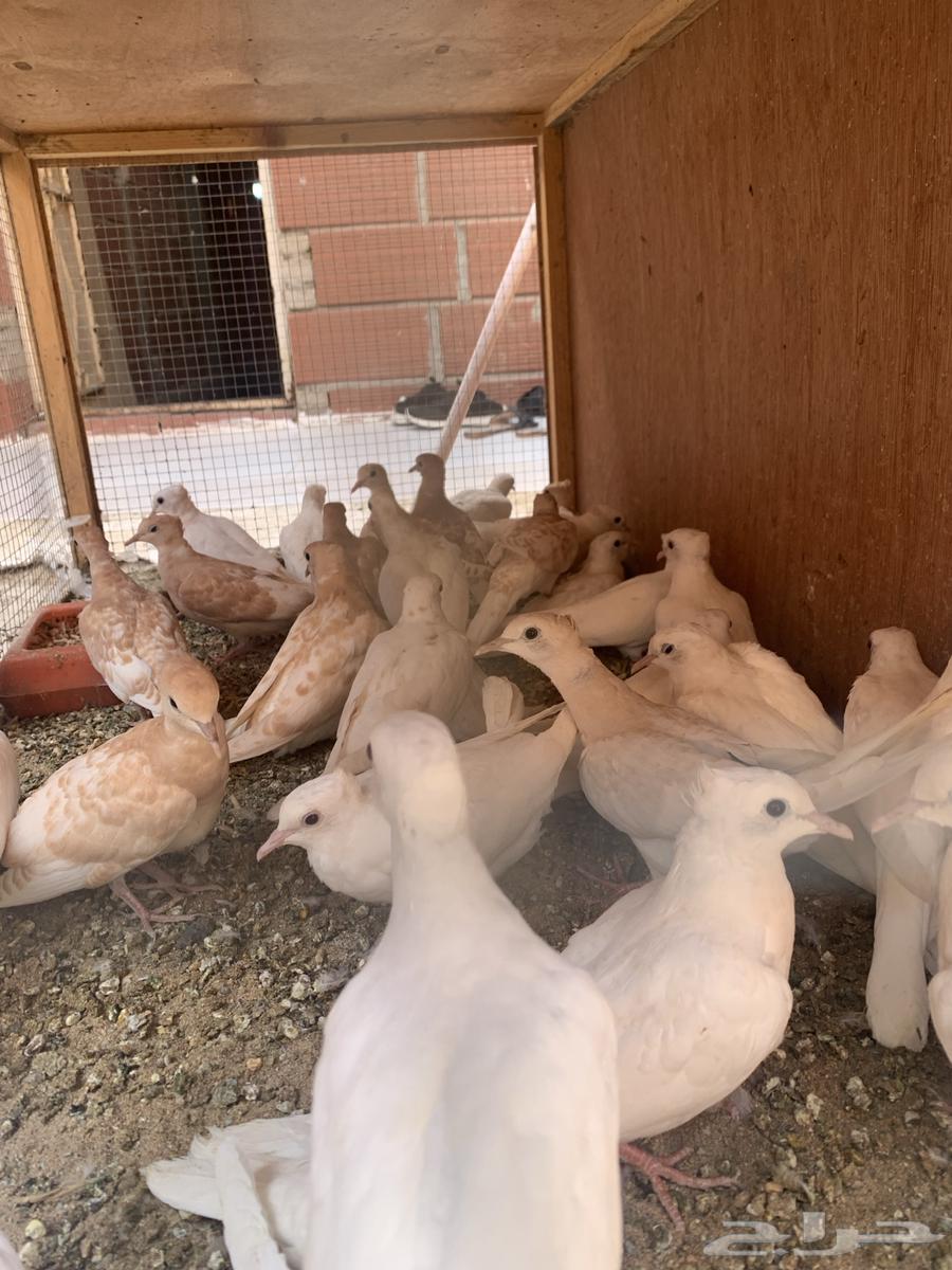 قماري هولندي64352703835394110