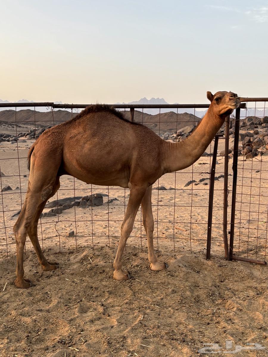 قعود احمر للبيع64362544989314110