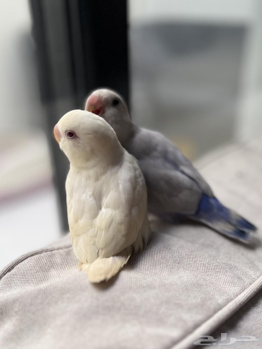 طير روز البينو شبه اليف64350674486018112