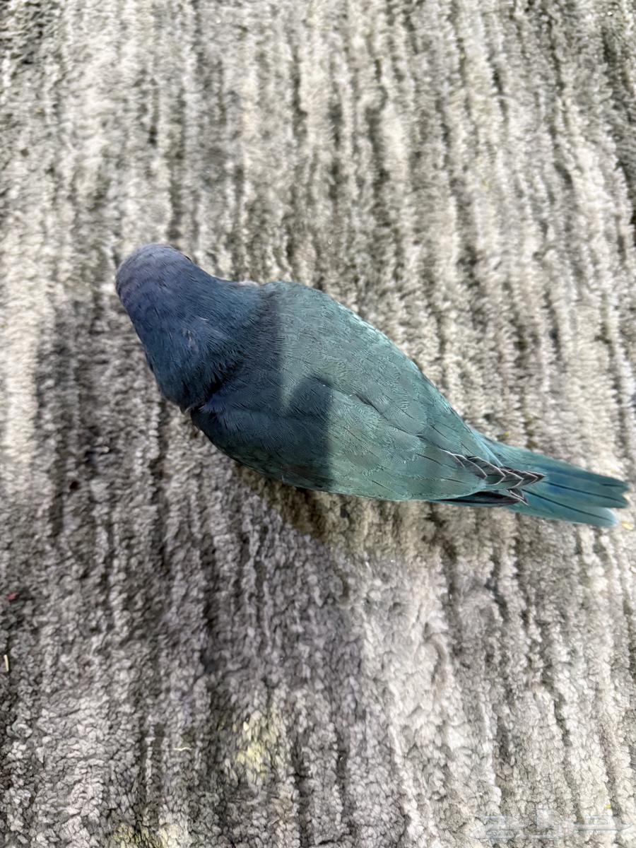 للبيع ببغاء كويكر الراهب فروخ اعمارهم شهرين64357703827586113