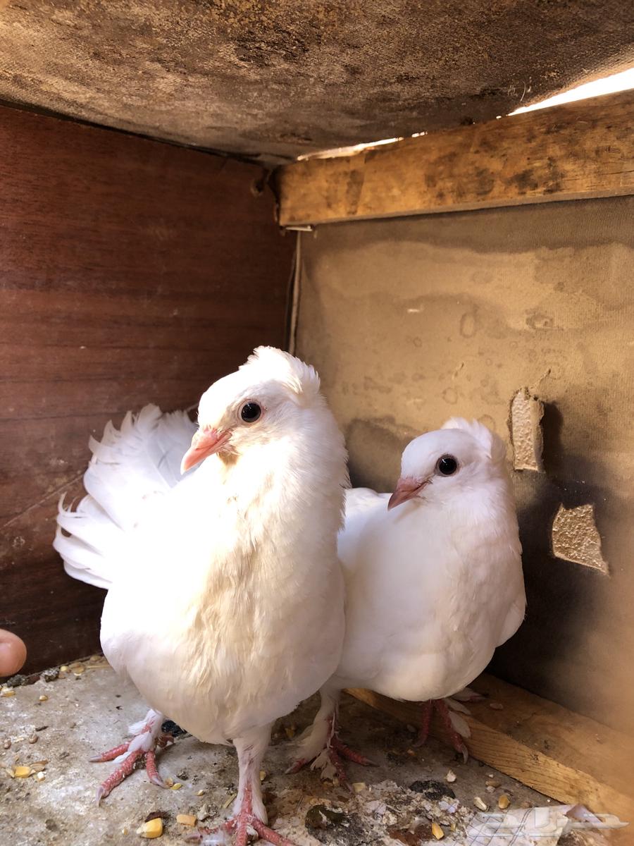 البيع زقليل64359503731330112