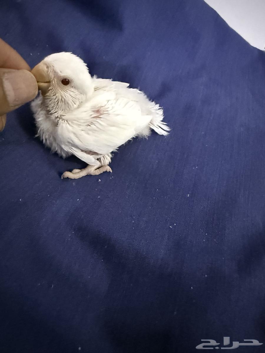 فرخ روز البينو64354504038018114