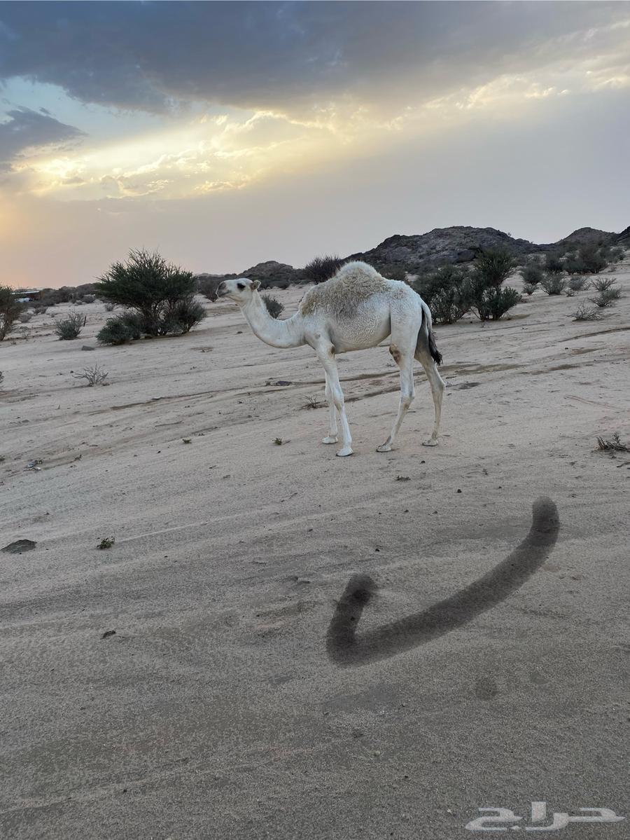 قعود وبكره للبيع على الحليب64358293938306114