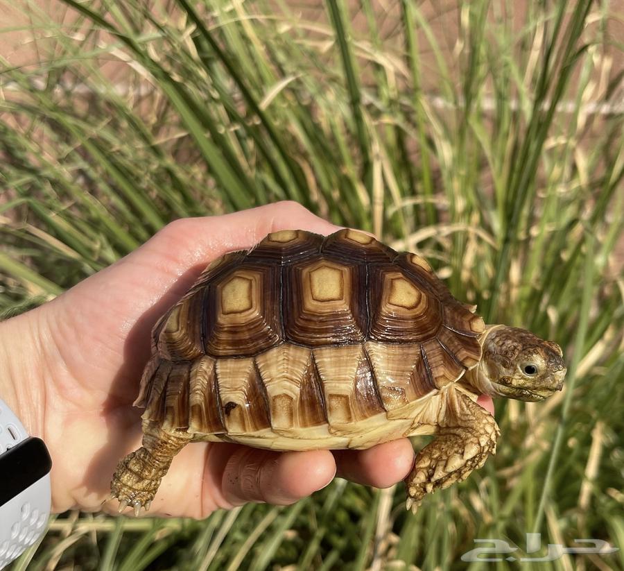 سلاحف سولكاتا و يوناني64321652026626112