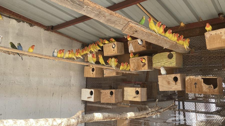 للبيع طيور زينه64359518157953114