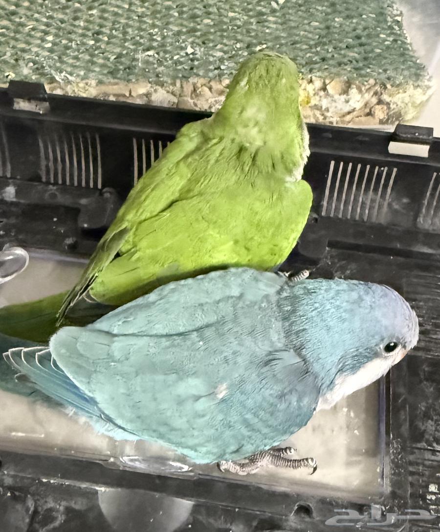 للبيع ببغاء كويكر الراهب فروخ اعمارهم شهرين64357703827586110