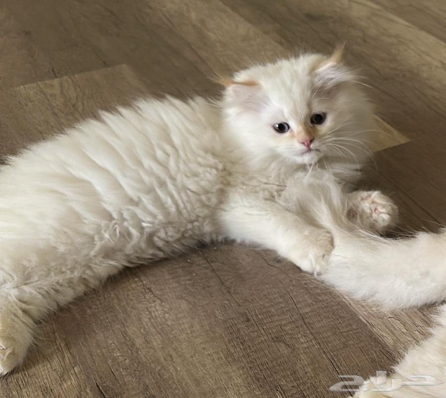 قط للبيع64360681891841110