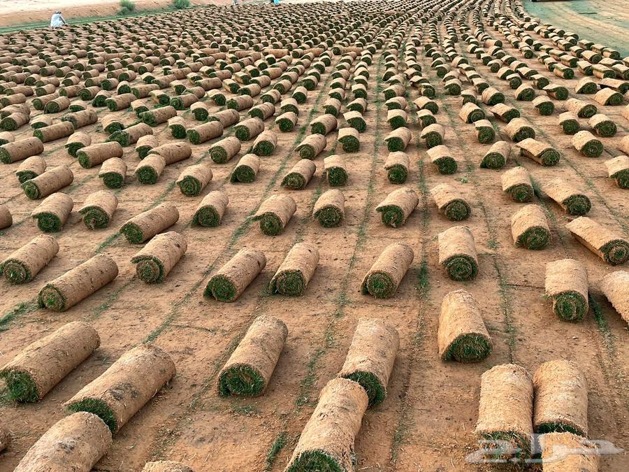 ثيل طبيعي c2000سعر جمله من المزرعه64359203462914113