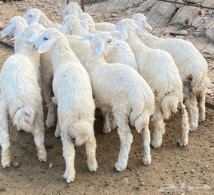 رخال طيبه تم البيع64356399042561112