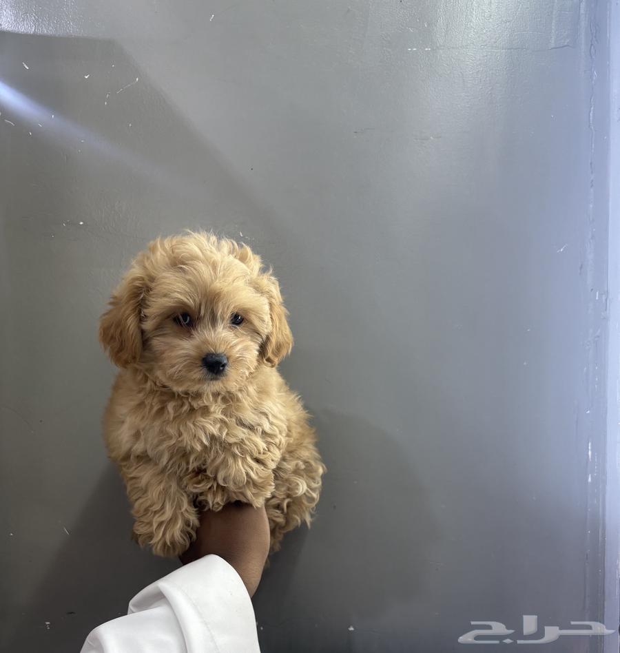 كلاب مالتيبو عمر شهرين64359735014273112