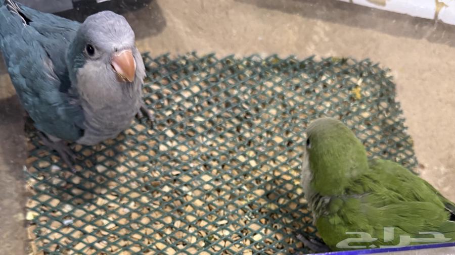 للبيع ببغاء كويكر الراهب فروخ اعمارهم شهرين64357703827586111