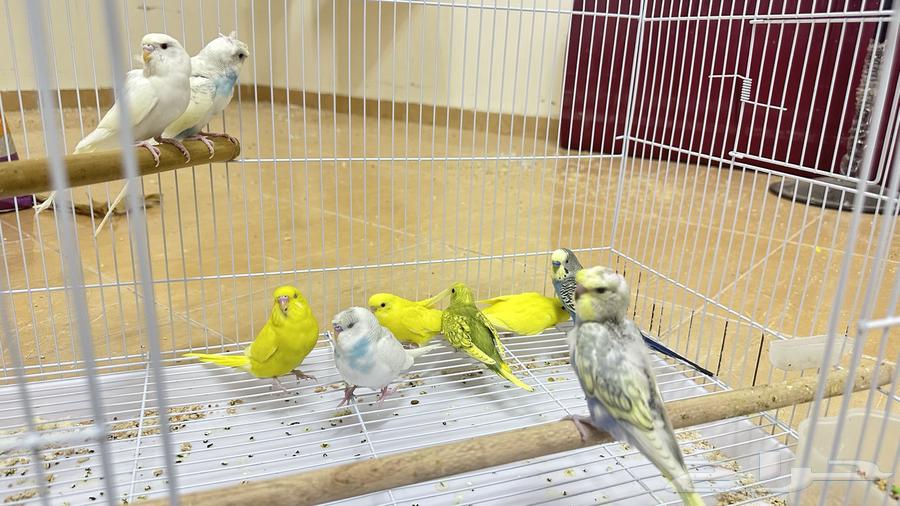 طبات الباجي64362363497729113