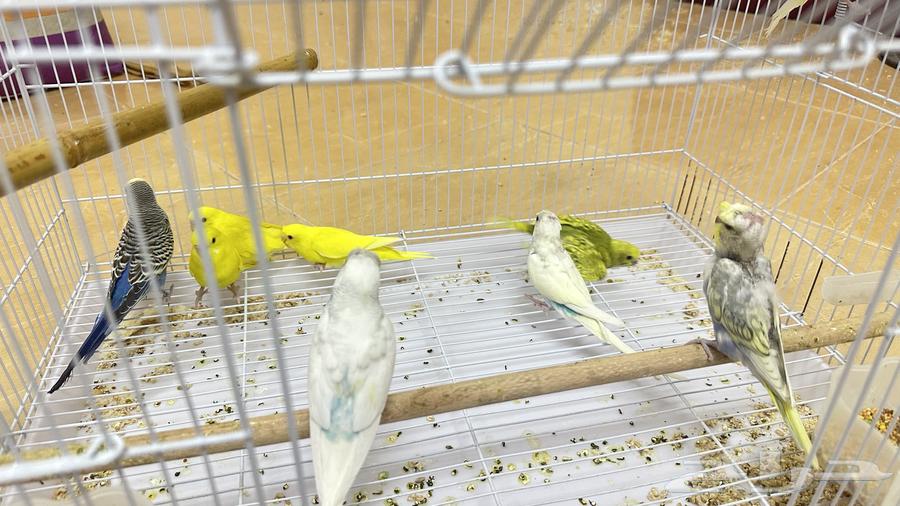 طبات الباجي64362363497729114