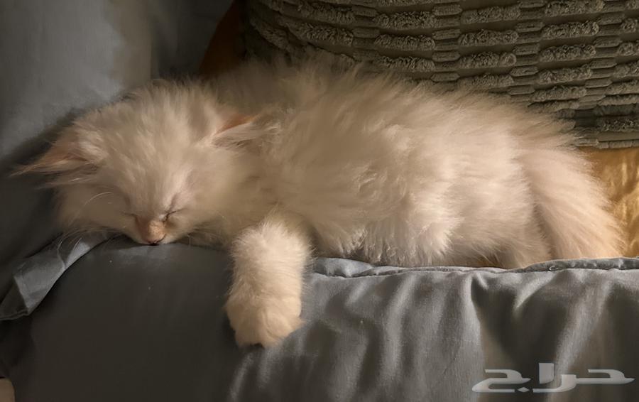 قط للبيع64360681891841111