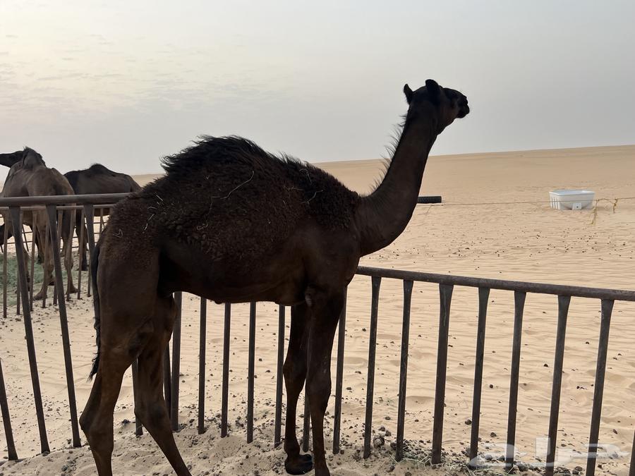 للبيع قعود حوار سمين وطيب64359807561347111