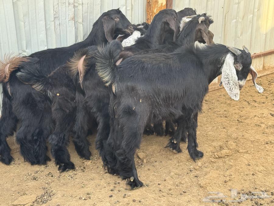 تيوس للبيع64354813723651110