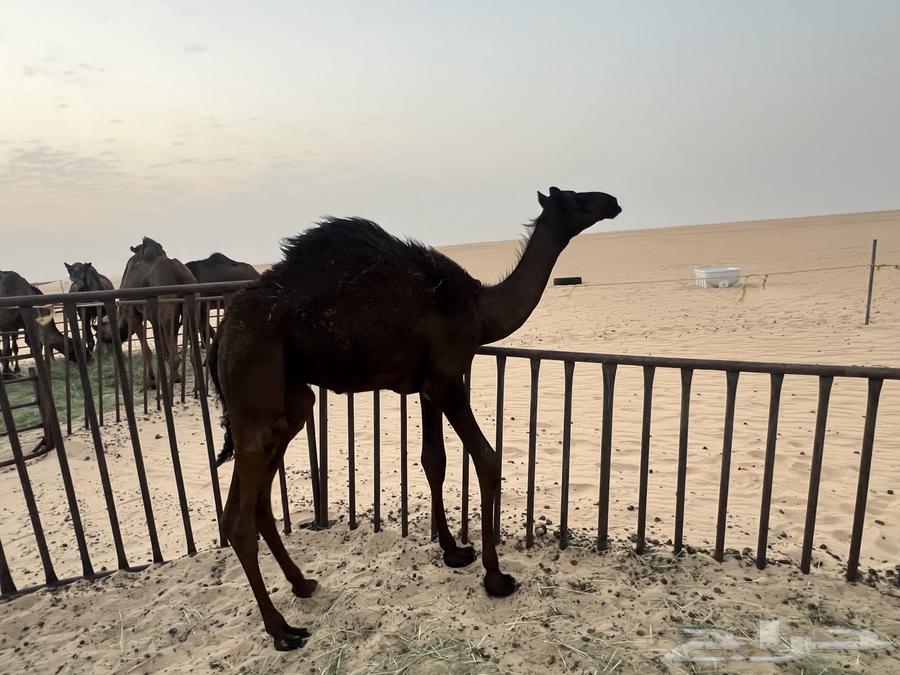 للبيع قعود حوار سمين وطيب64359807561347110