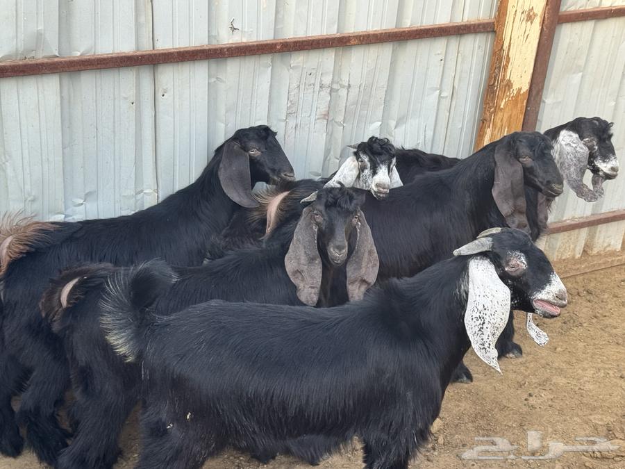 تيوس للبيع64354813723651114