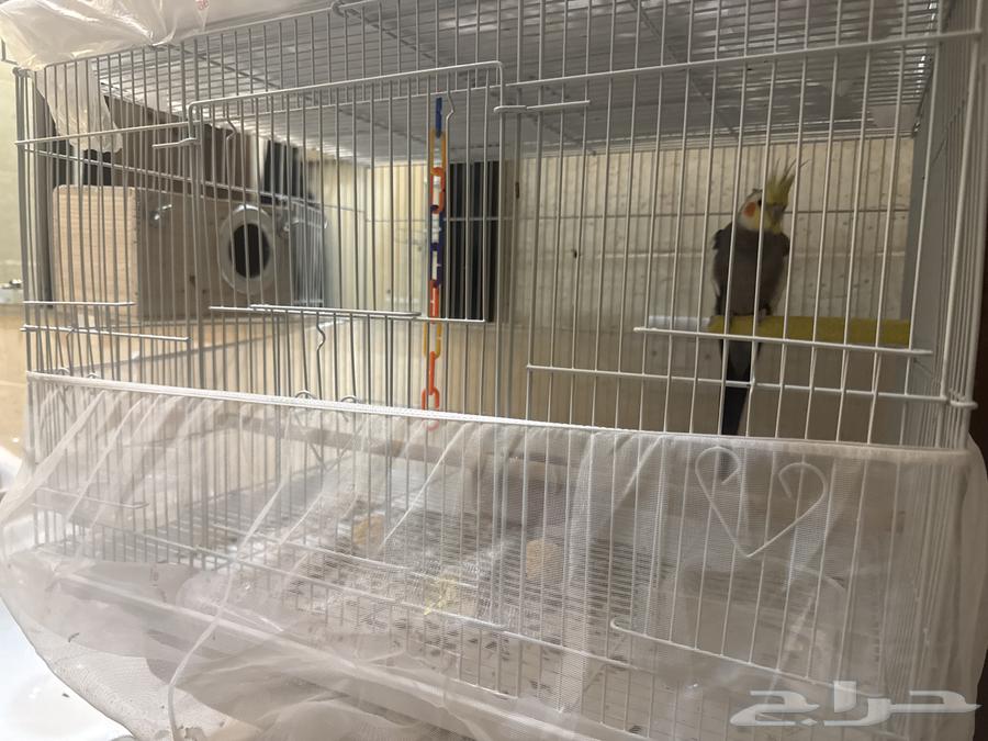 كروان ذكر مغرد للبيع مع القفص64355581605377111