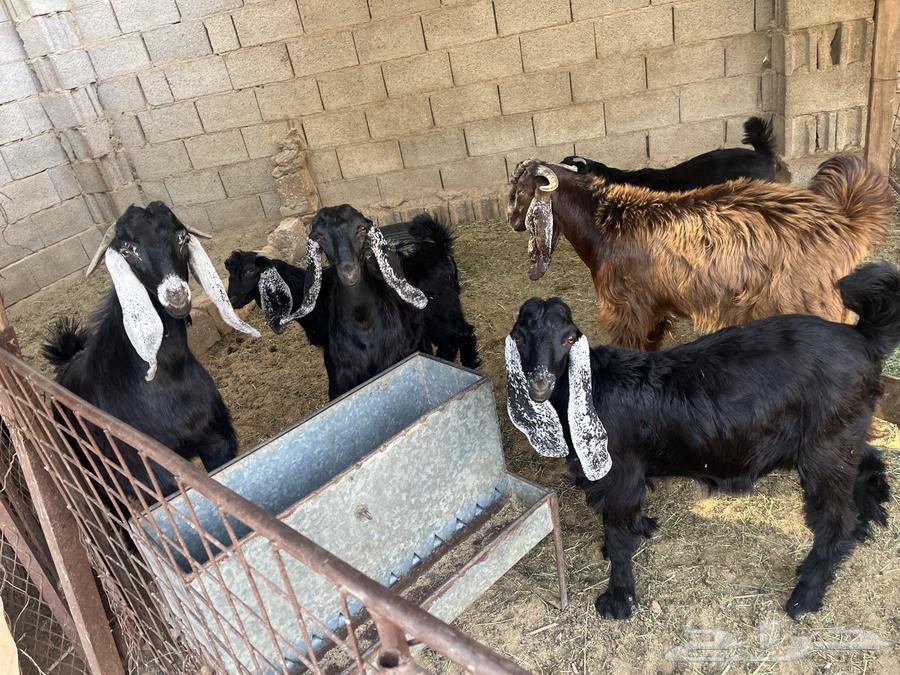 للبيع تيوس64357011965569111