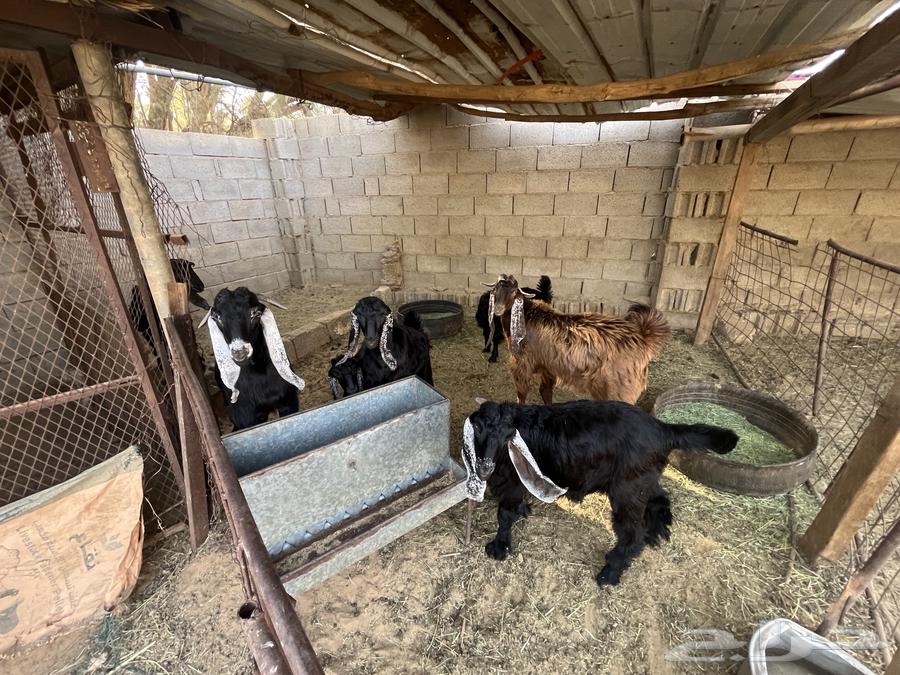 للبيع تيوس64357011965569110