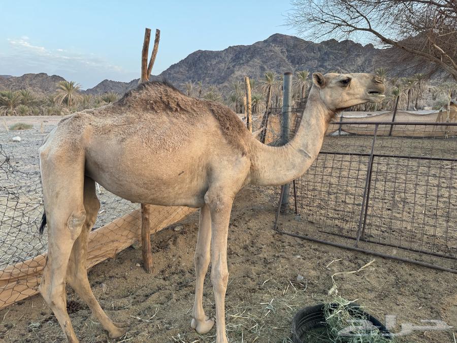 بكره للبيع64358943567489110