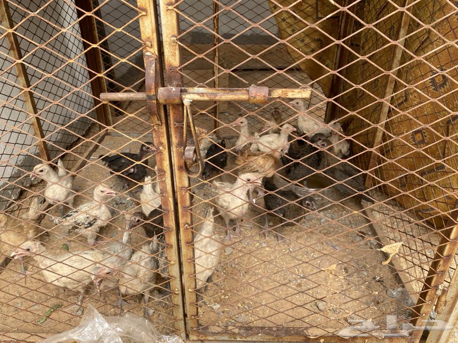 شبك دجاج للبيع64359604948611111