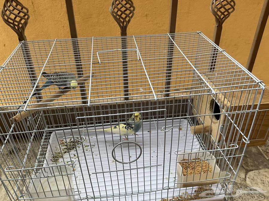 عصفير حب64356384434177110