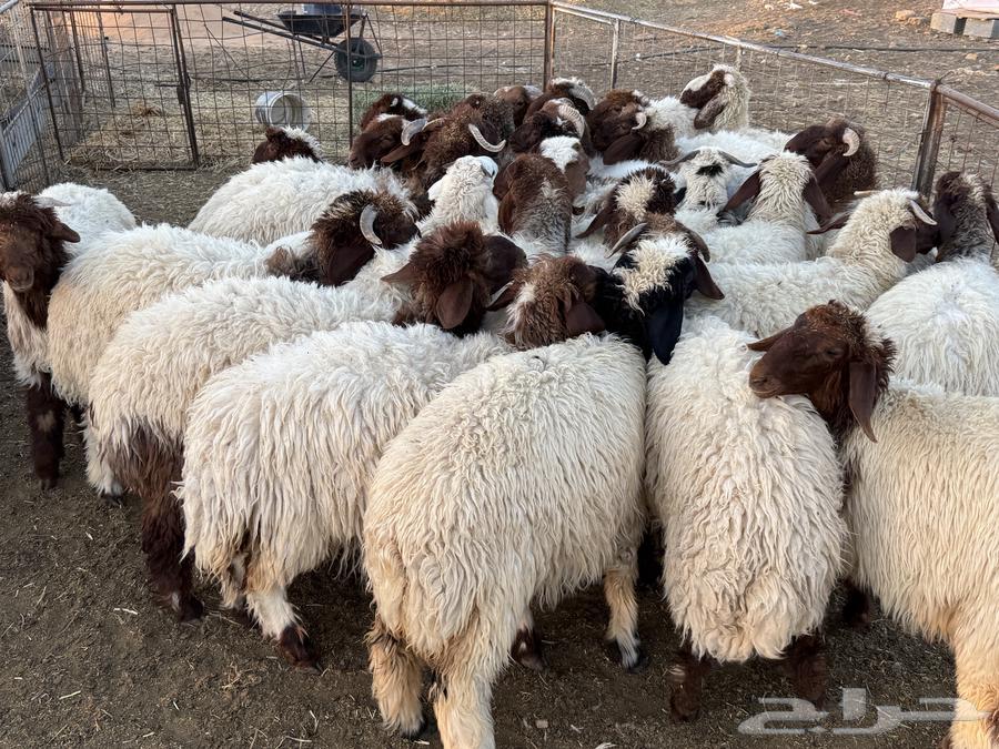 For sale Najdi sheep, finished and enclosed64351896729857111