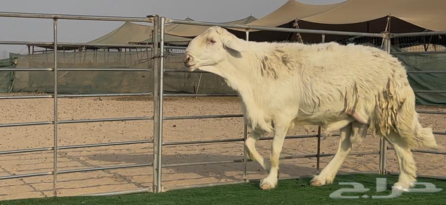 فحل حري منتج نوادر64360623725443110