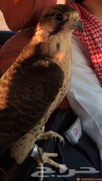 مطلوب وكري للبيع64359691368835110