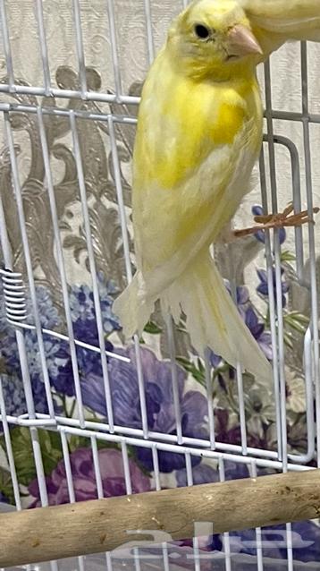 للبيع كناري64350778721409110