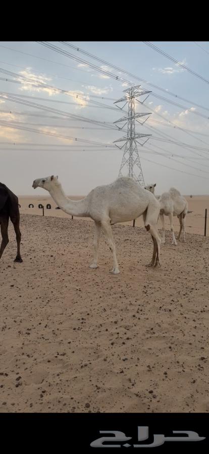 للبيع عجم عفرا وقعود64360290588547110