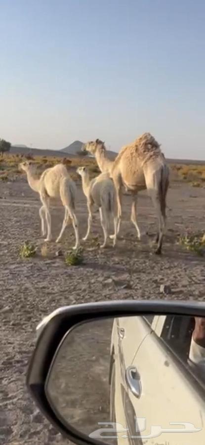 A camel with spots or reeds64360841214851111