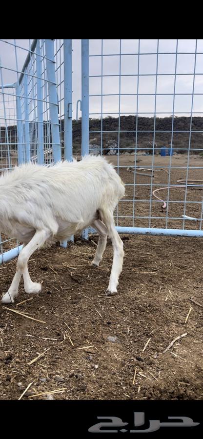 للبيع رفيديه جذعه دافع64356953222403111