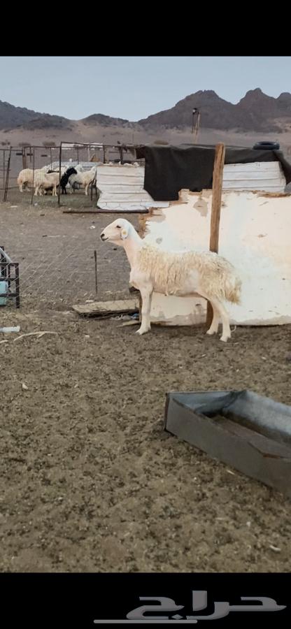 للبيع نعجه64359388853762110